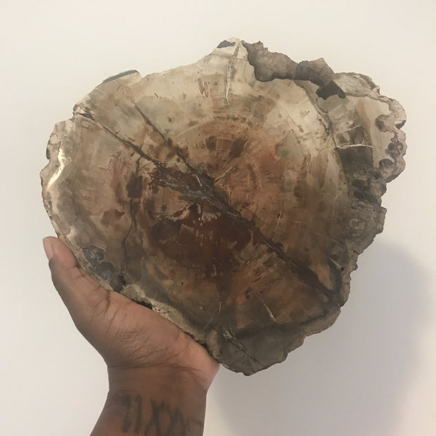 Petrified Wood Slab